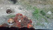 C_SANDELL_2666.jpg