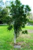 BattalionTree.jpg